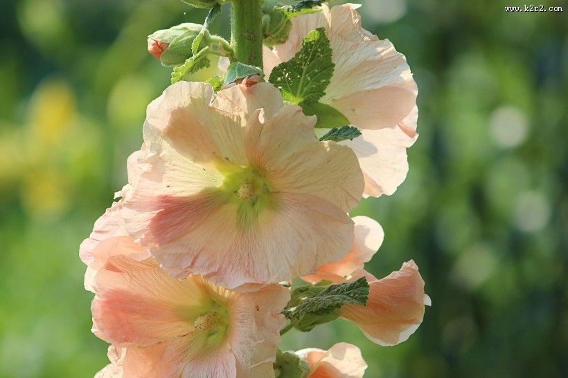 多彩的蜀葵图片