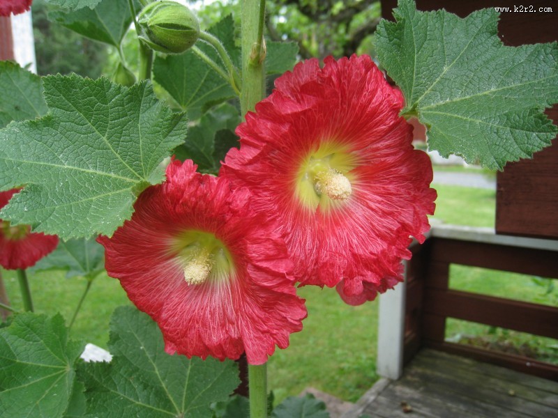 多彩的蜀葵图片