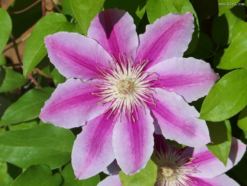 大花铁线莲图片