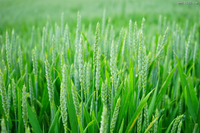 未成熟的小麦图片大全