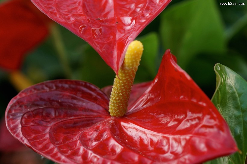 鲜艳的红掌花图片