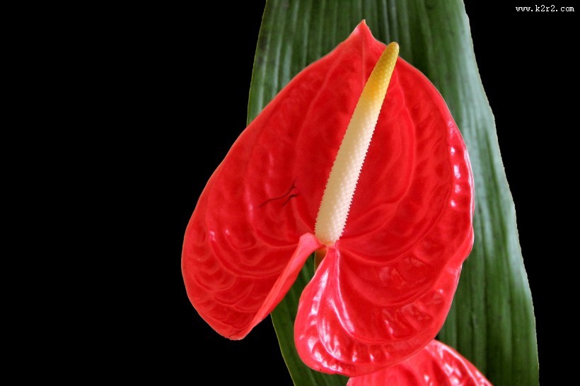 鲜艳的红掌花图片