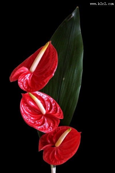 鲜艳的红掌花图片