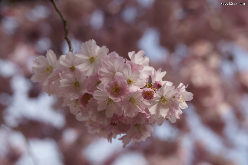 热闹开放的梅花图片大全