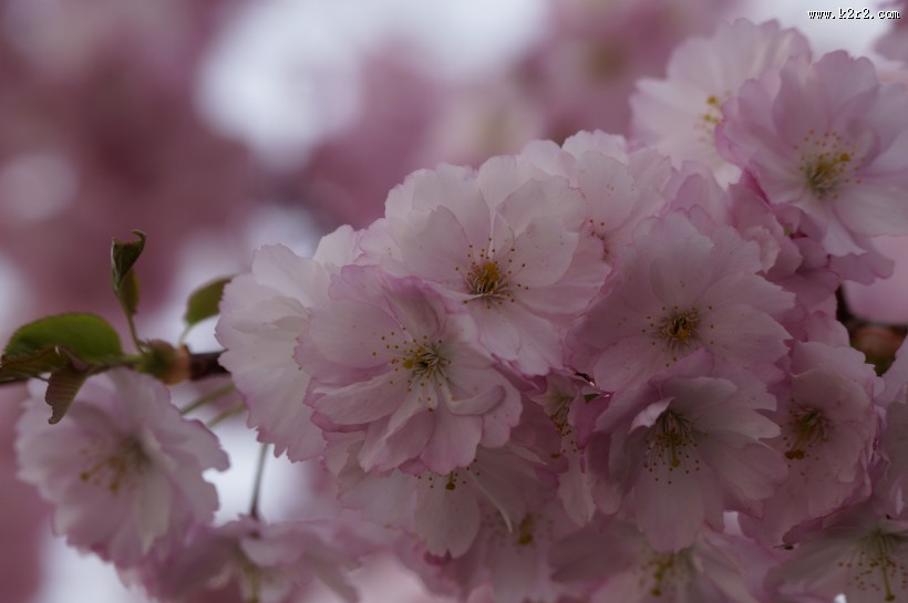 热闹开放的梅花图片大全