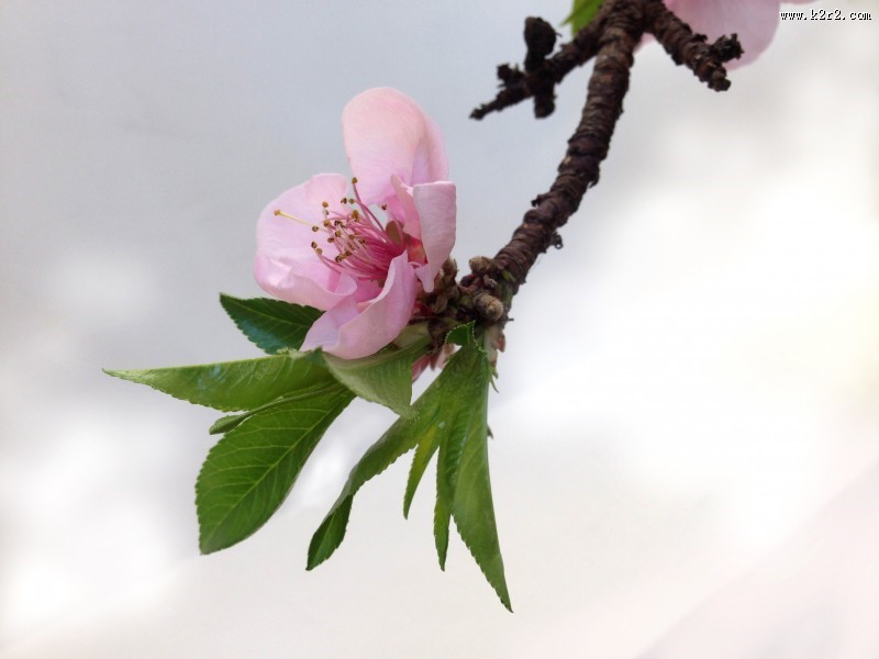 热闹开放的梅花图片大全