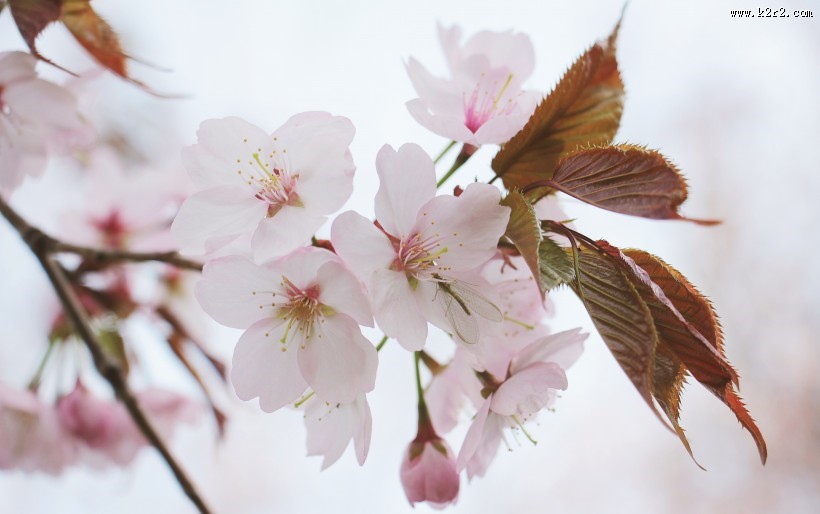 热闹开放的梅花图片大全