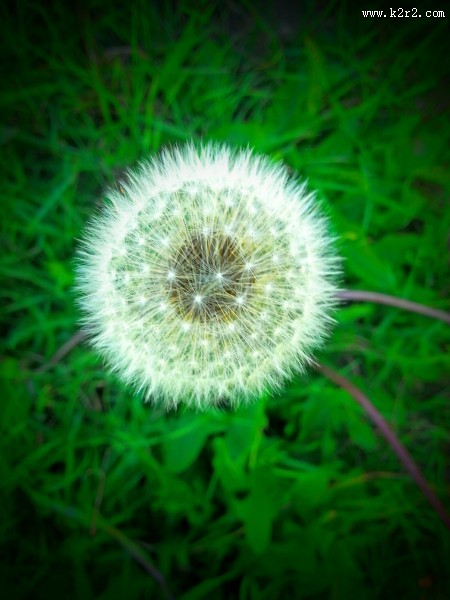 毛绒绒的蒲公英图片大全