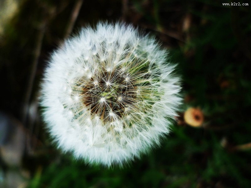 毛绒绒的蒲公英图片大全
