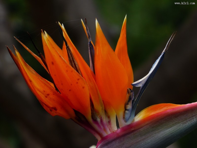 漂亮的天堂鸟花图片
