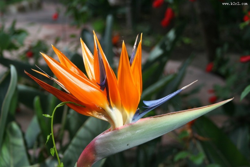 漂亮的天堂鸟花图片