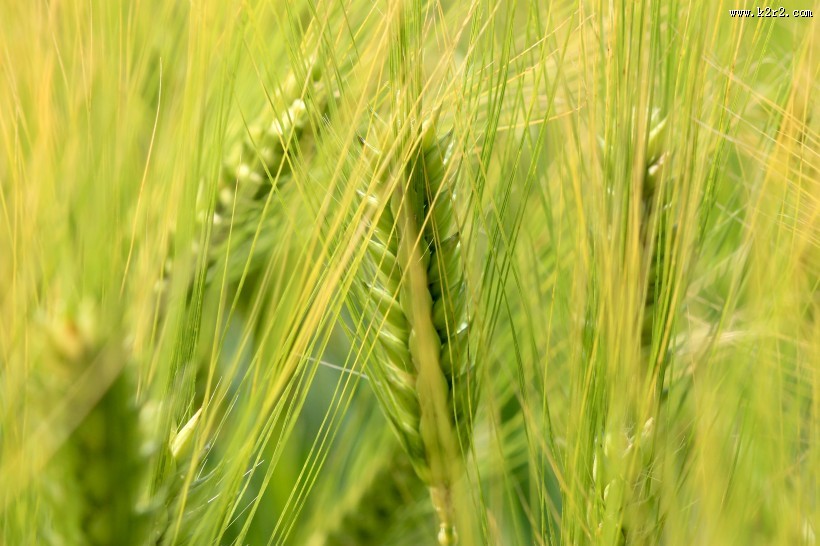 绿色的小麦图片大全