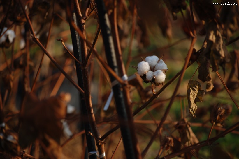 白白的棉花图片