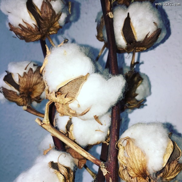 白白的棉花图片