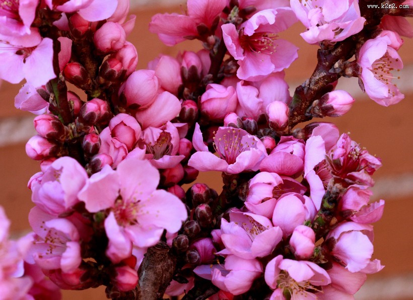 淡雅的梅花图片大全