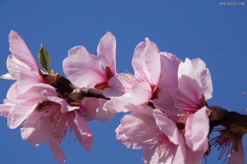 淡雅的梅花图片大全