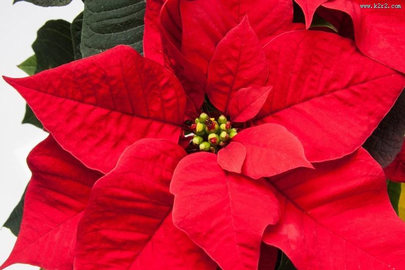 鲜艳的一品红图片