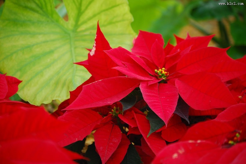 鲜艳的一品红图片