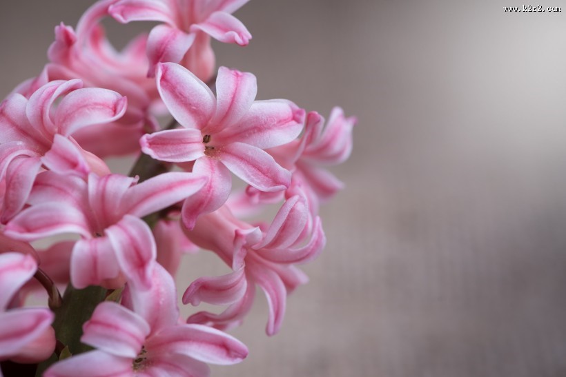 唯美粉色风信子摄影图片大全