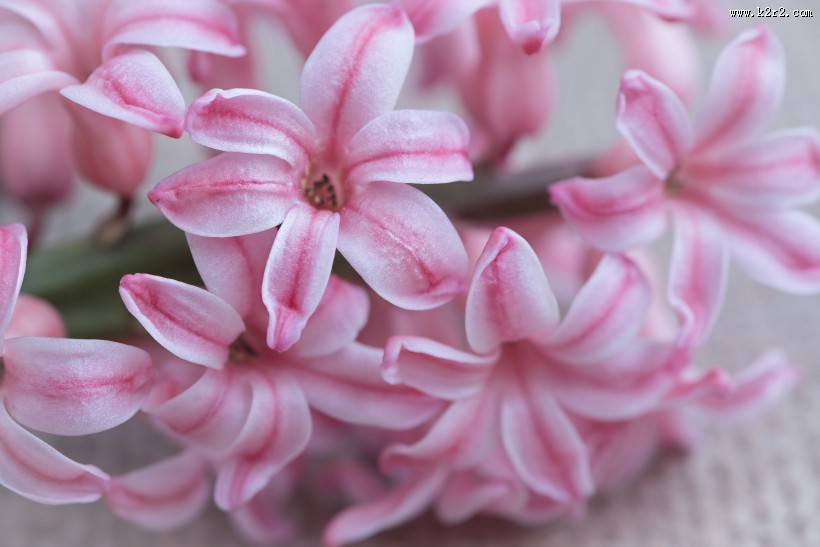 唯美粉色风信子摄影图片大全