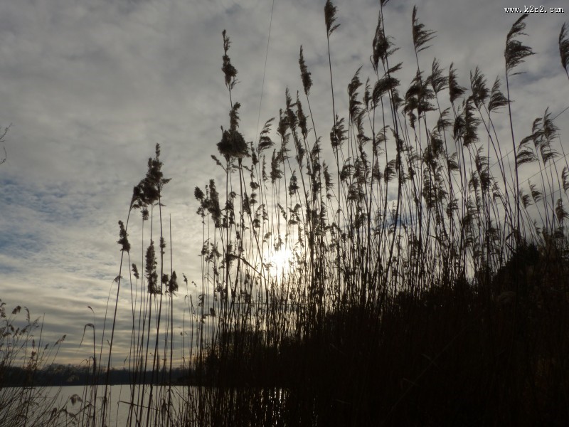 漂亮的芦苇丛图片大全