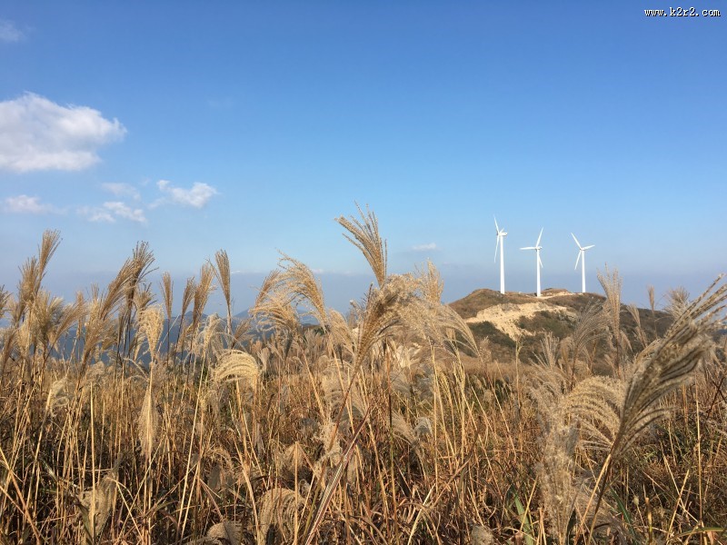 漂亮的芦苇丛图片大全