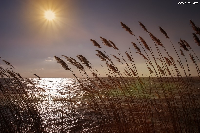 漂亮的芦苇丛图片大全