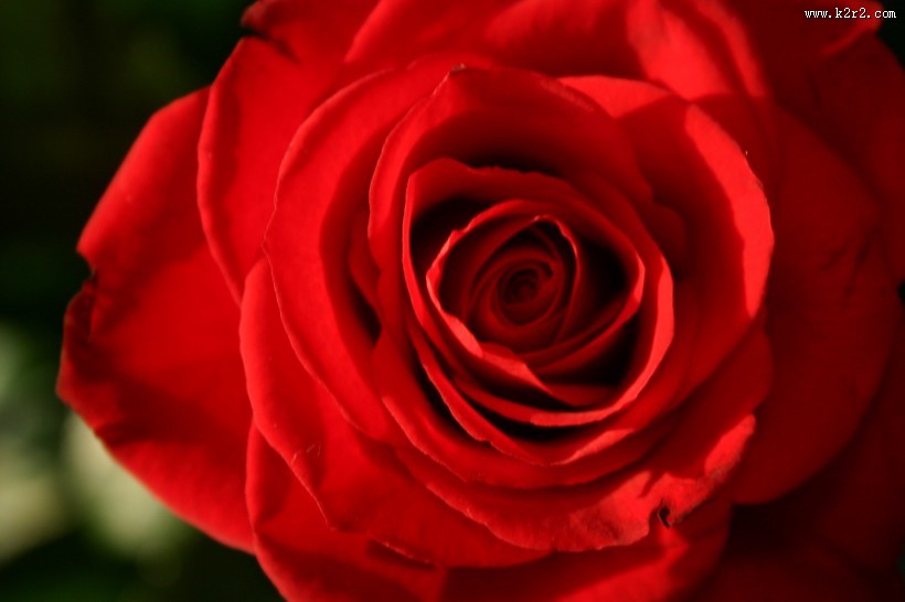 一朵红色的玫瑰图片