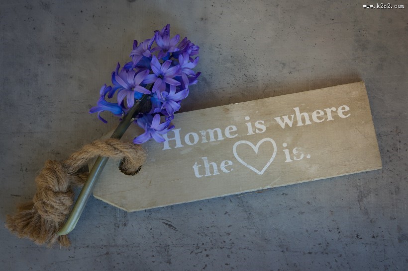 优雅的一支风信子图片