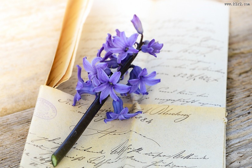 优雅的一支风信子图片