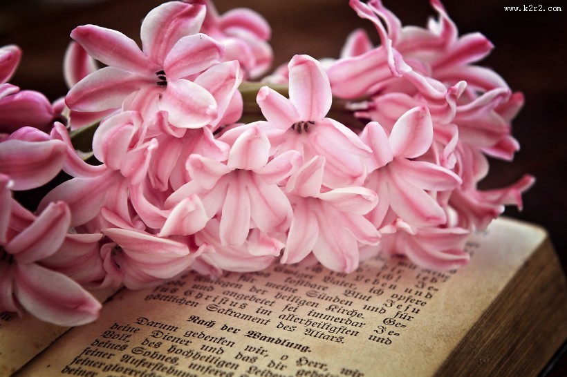 书本上的唯美粉色风信子摄影图片
