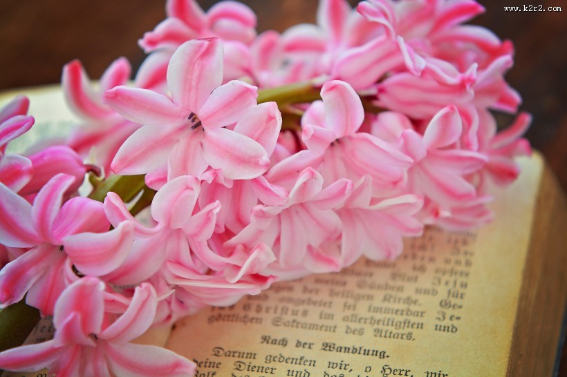 书本上的唯美粉色风信子摄影图片