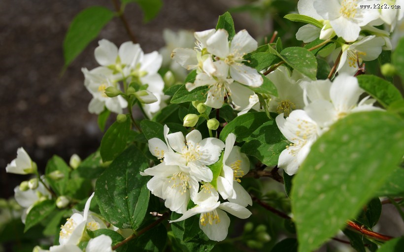 清新的茉莉花图片