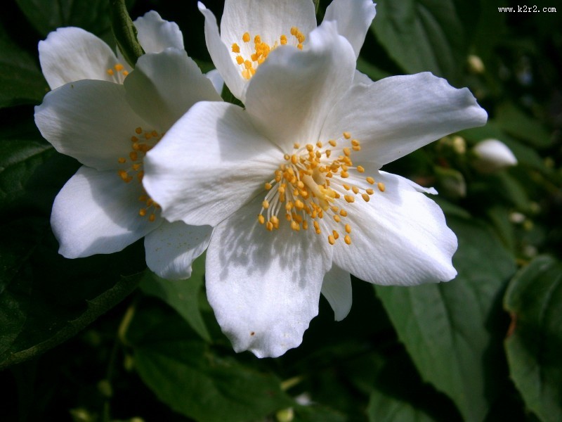 清新的茉莉花图片