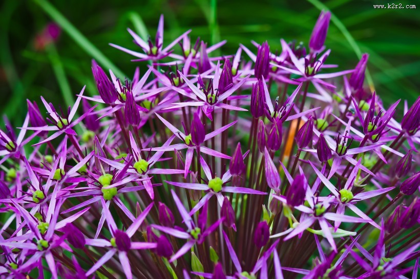 美丽的紫色葱花图片