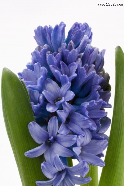 美丽的风信子图片