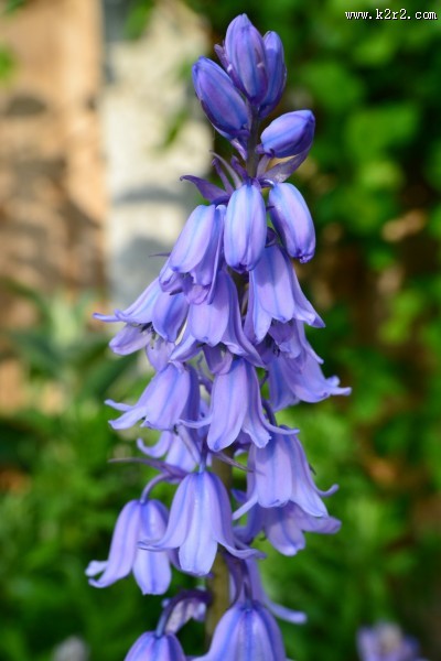 美丽的风信子图片