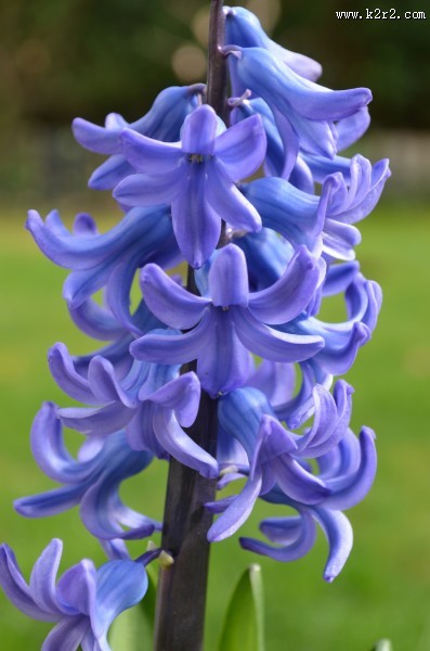 美丽的风信子图片
