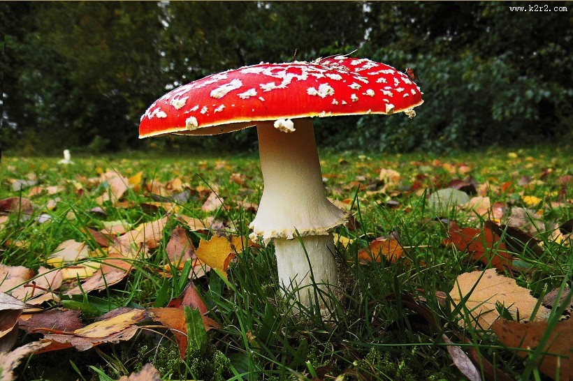 颜色鲜艳的毒蘑菇图片大全