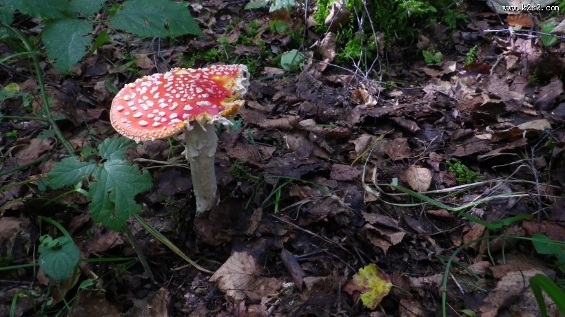 红色毒蝇伞毒蘑菇图片
