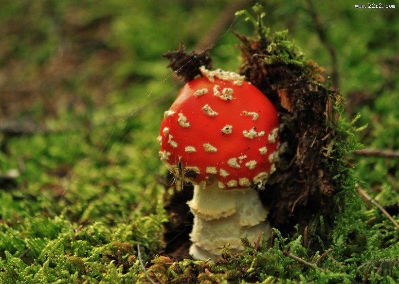 红色毒蝇伞毒蘑菇图片