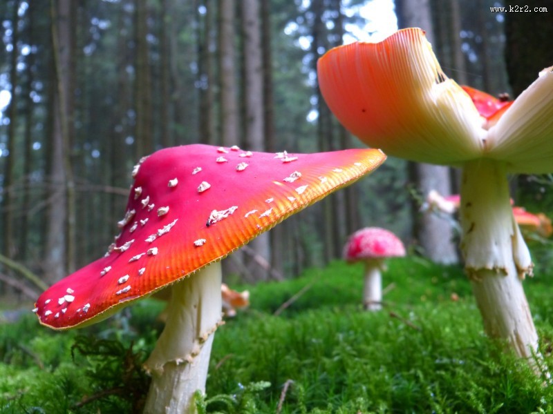红色毒蝇伞毒蘑菇图片