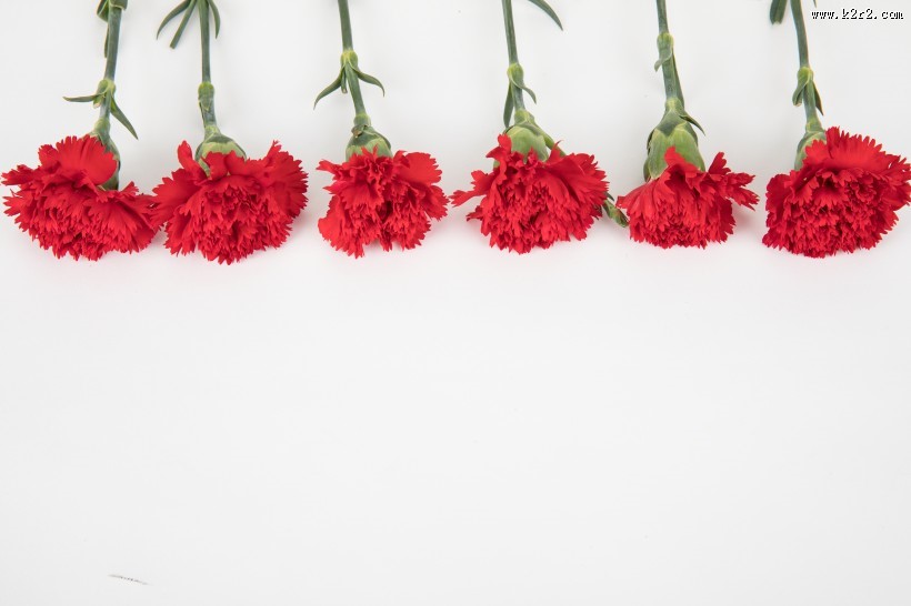 热情似火的红色康乃馨图片