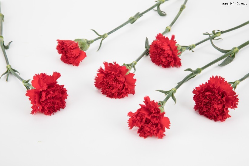 热情似火的红色康乃馨图片