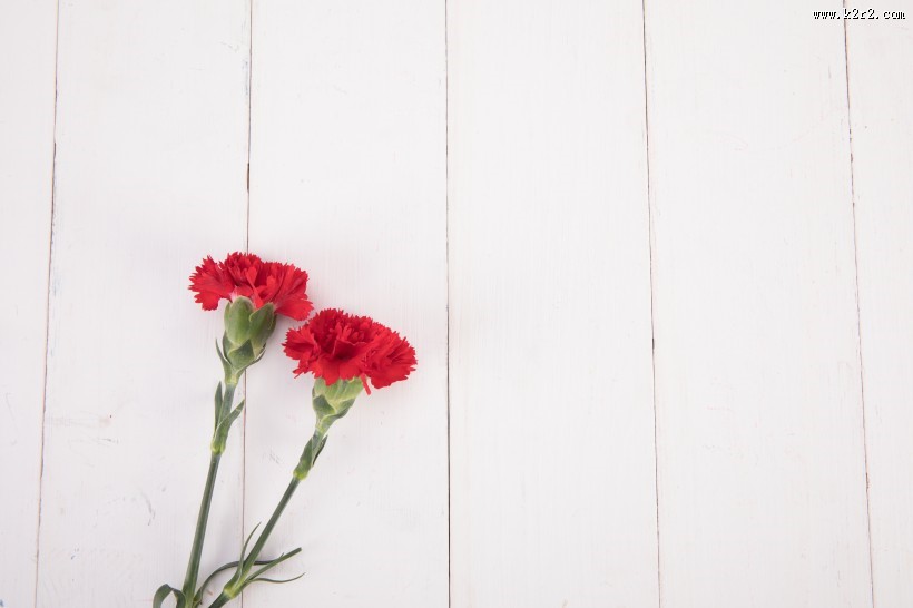 热情似火的红色康乃馨图片