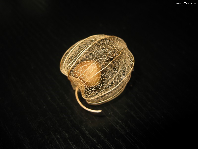 外形可爱的角醋栗图片