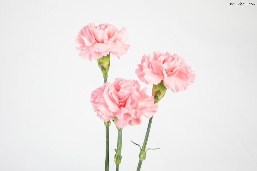 母亲节鲜花康乃馨图片