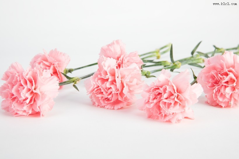 母亲节鲜花康乃馨图片