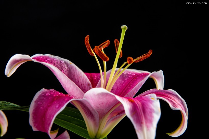 黑色背景的百合花图片大全