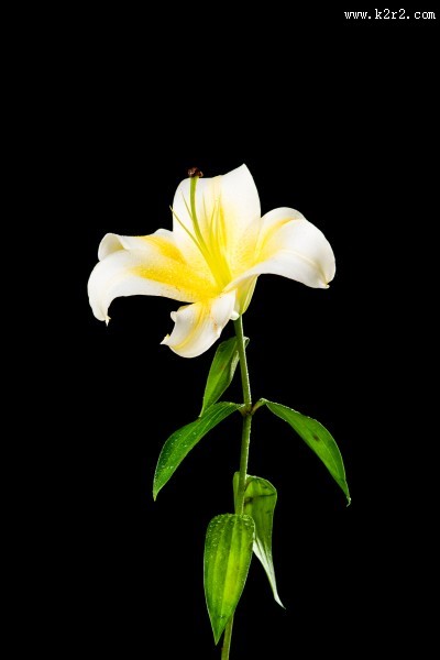 黑色背景的百合花图片大全